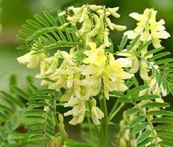 Gelb Astragalus Blumensamen zur Aussaat – Schnitt Blume beliebt – Traditionssorte & ohne Gentechnik Samen Hausgarten