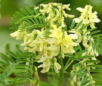 Gelb Astragalus Blumensamen zur Aussaat – Schnitt Blume beliebt – Traditionssorte & ohne Gentechnik Samen Hausgarten