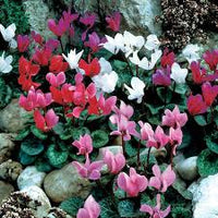 mehrfarbig Alpenveilchen Samen zur Aussaat leuchtend Blumensamen für Ihren Garten