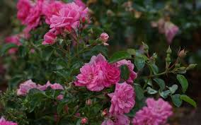 klein Rosa Dragon Rose Blumensamen zur Aussaat – Landhaus Garten wichtig – Traditionssorte & ohne Gentechnik Samen Hausgarten