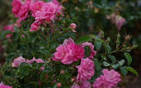 klein Rosa Dragon Rose Blumensamen zur Aussaat – Landhaus Garten wichtig – Traditionssorte & ohne Gentechnik Samen Hausgarten