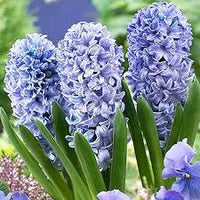Blau Hyacinth Blumensamen zur Aussaat – Schnitt Blume beliebt – Traditionssorte & ohne Gentechnik Samen Hausgarten