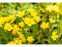Gelb Linum Flavum Blumensamen zur Aussaat – Halbschatten verträglich – Traditionssorte & ohne Gentechnik Samen Hausgarten