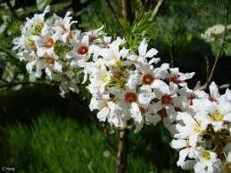 Yellowhorn Xanthoceras Sorbifolium Samen zur Aussaat – sonnenliebend – Traditionssorte & ohne Gentechnik Samen Hausgarten