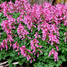 Corydalis Solida Blumensamen zur Aussaat – Wildblume Mischung – Traditionssorte & ohne Gentechnik Samen Hausgarten