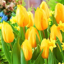 Gelb Tulpe Blumensamen zur Aussaat – Traditionssorte ohne Gentechnik biologisch Garten Samen – kompakt Wuchs Keimung
