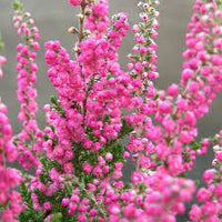 Heather Blumensamen zur Aussaat – Landhaus Garten wichtig – Traditionssorte & ohne Gentechnik Samen Hausgarten