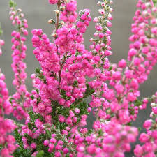 Heather Blumensamen zur Aussaat – Landhaus Garten wichtig – Traditionssorte & ohne Gentechnik Samen Hausgarten