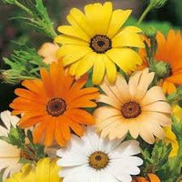 Dimorphotheca Blumensamen zur Aussaat – leuchtend Blüten – Traditionssorte & ohne Gentechnik Samen Hausgarten