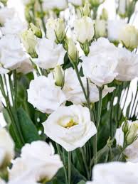 Lisianthus Blumensamen zur Aussaat – Weiß blühend Einjährige für wunderschöne Gärten
