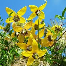 Gelb Waldrebe Blumensamen zur Aussaat – Traditionssorte ohne Gentechnik biologisch Garten Samen – lang Blüte Saison Keimung