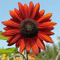 Sonnenblumen Samen Evening Sun Red
