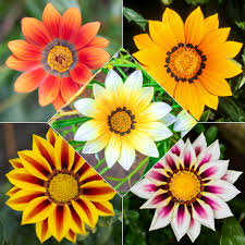 Mittagsgold Rot Orange Blumensamen zur Aussaat – Wildblume Mischung – Traditionssorte & ohne Gentechnik Samen Hausgarten