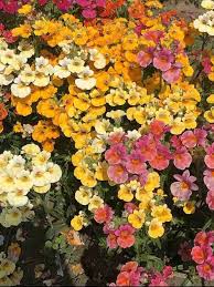 Gemischt Nemesia Carnival Blumensamen zur Aussaat – leuchtend Blüten – Traditionssorte & ohne Gentechnik Samen Hausgarten