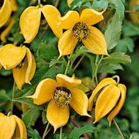 Gelb clematis blume samen for anpflanzung – heirloom nongmo organic garten samen – long bloom season high germination
 
 sale for anpflanzung in home garten