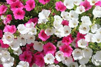 Petunie Rosa & Weiß Blumensamen zur Aussaat – kompakt Wuchs – Traditionssorte & ohne Gentechnik Samen Hausgarten