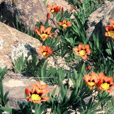 Orange Schwarz Sparaxis Blumensamen zur Aussaat – Schnitt Blume beliebt – Traditionssorte & ohne Gentechnik Samen Hausgarten