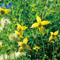 Gelb Waldrebe Blumensamen zur Aussaat – Traditionssorte ohne Gentechnik biologisch Garten Samen – lang Blüte Saison Keimung