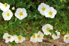 Salviifolius Blumensamen zur Aussaat – sonnenliebend – Traditionssorte & ohne Gentechnik Samen Hausgarten