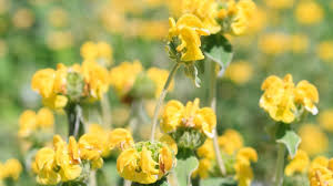Jerusalem Sage Gelb Blumensamen zur Aussaat leuchtend und Aromatic Blüten