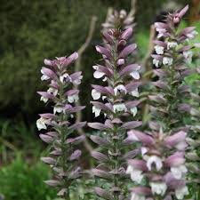 Acanthus Spinosus Acanthus spinosus Blumensamen zur Aussaat Blume Beet
