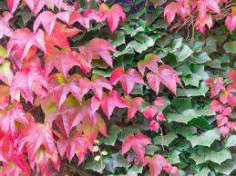 Rot Boston Ivy Blumensamen zur Aussaat – Anzucht – Traditionssorte & ohne Gentechnik Samen Hausgarten