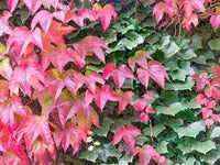 Rot Boston Ivy Blumensamen zur Aussaat – Anzucht – Traditionssorte & ohne Gentechnik Samen Hausgarten