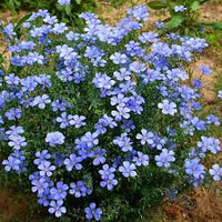 Blau Linum Blumensamen zur Aussaat – Schnitt Blume beliebt – Traditionssorte & ohne Gentechnik Samen Hausgarten