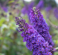 Empire Blau Buddleja Alternifolia Blumensamen zur Aussaat – Halbschatten verträglich – Traditionssorte & ohne Gentechnik Samen Hausgarten