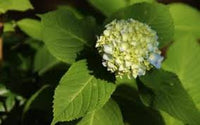 Hortensie macrophylla Grün Cloud Blumensamen zur Aussaat – saisonal Dauerblüher – Traditionssorte & ohne Gentechnik Samen Hausgarten