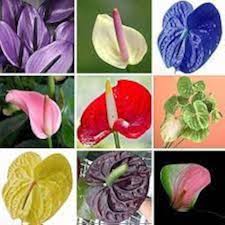 Gemischt Flamingoblume Andraeanu Blumensamen zur Aussaat – ideal Rabatten – Traditionssorte & ohne Gentechnik Samen Hausgarten