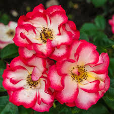 Betty Boop Rose Samen zur Aussaat – leuchtend Rosa Blüten für Ihren Garten