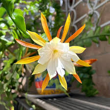 Silver Epiphyllum Blumensamen zur Aussaat – Bestäuber freundlich – Traditionssorte & ohne Gentechnik Samen Hausgarten