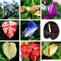 Gemischt Flamingoblume Andraeanu Blumensamen zur Aussaat – ideal Rabatten – Traditionssorte & ohne Gentechnik Samen Hausgarten