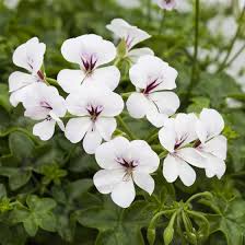 Weiß Braun Pelargonium Blumensamen zur Aussaat – Traditionssorte ohne Gentechnik biologisch Garten Samen – Border Blüten Keimung
