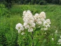 Creme Prachtspiere Blumensamen zur Aussaat – Drought verträglich – Traditionssorte & ohne Gentechnik Samen Hausgarten