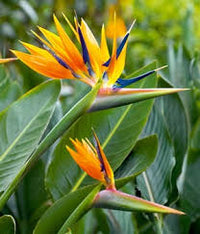 Bird Paradise Blumensamen – exotisch Garten Pflanze Frühling und Sommer Aussaat