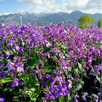 Cress Blumensamen zur Aussaat – Anzucht – Traditionssorte & ohne Gentechnik Samen Hausgarten