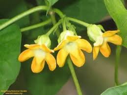 Telosma Cordata Blumensamen zur Aussaat – hochwertige Samen leuchtend Blüten