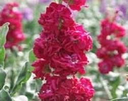 Abend Duft Stock Karmesinrot Samen – duftend Crimson Night-Scented Blumen