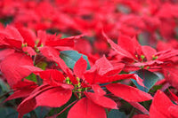 Gelb Rot Weihnachtsstern Blumensamen zur Aussaat – leuchtend – Traditionssorte & ohne Gentechnik Samen Hausgarten
