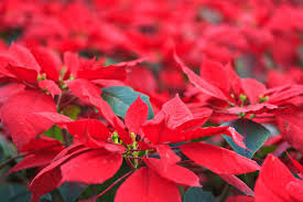 Gelb Rot Weihnachtsstern Blumensamen zur Aussaat – leuchtend – Traditionssorte & ohne Gentechnik Samen Hausgarten