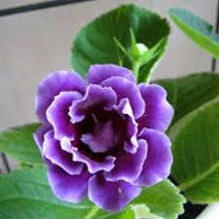Gloxinie Blau Weiß Blumensamen zur Aussaat – hochwertige Qualitäts- – Traditionssorte & ohne Gentechnik Samen Hausgarten