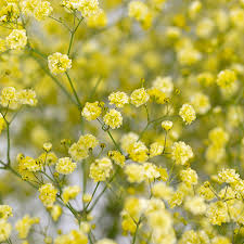 Gypsophila Gelb Blumensamen zur Aussaat – pflegeleicht – Traditionssorte & ohne Gentechnik Samen Hausgarten