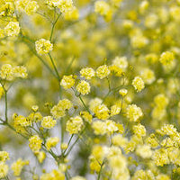 Gypsophila Gelb Blumensamen zur Aussaat – pflegeleicht – Traditionssorte & ohne Gentechnik Samen Hausgarten