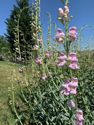 Rosa Palmer's Penstemon Blumensamen zur Aussaat – Garten beliebt – Traditionssorte & ohne Gentechnik Samen Hausgarten