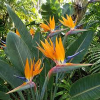 Bird Paradise Blumensamen – exotisch Garten Pflanze Frühling und Sommer Aussaat