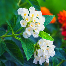 Weiß Wandelröschen Blumensamen zur Aussaat – Traditionssorte ohne Gentechnik biologisch Garten Samen – robust Sorte Keimung