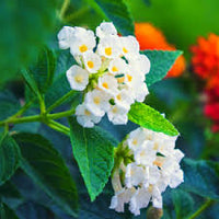 Weiß Wandelröschen Blumensamen zur Aussaat – Traditionssorte ohne Gentechnik biologisch Garten Samen – robust Sorte Keimung