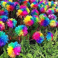 Rainbow Chrysantheme Blumensamen zur Aussaat – Bestäuber freundlich – Traditionssorte & ohne Gentechnik Samen Hausgarten